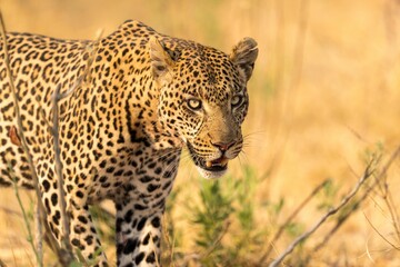 Wall Mural - a very close up of a leopard in a field of dead grasses