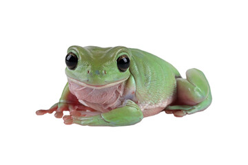 Wall Mural - dumpy frog 