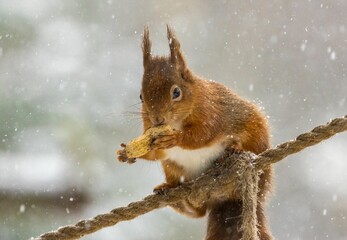 Wall Mural - Red squirrel eating a nut while standing on a rope