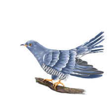 Illustration Of The Songbird Cuckoo