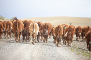 Cattle Ranch in south patagonia argentina