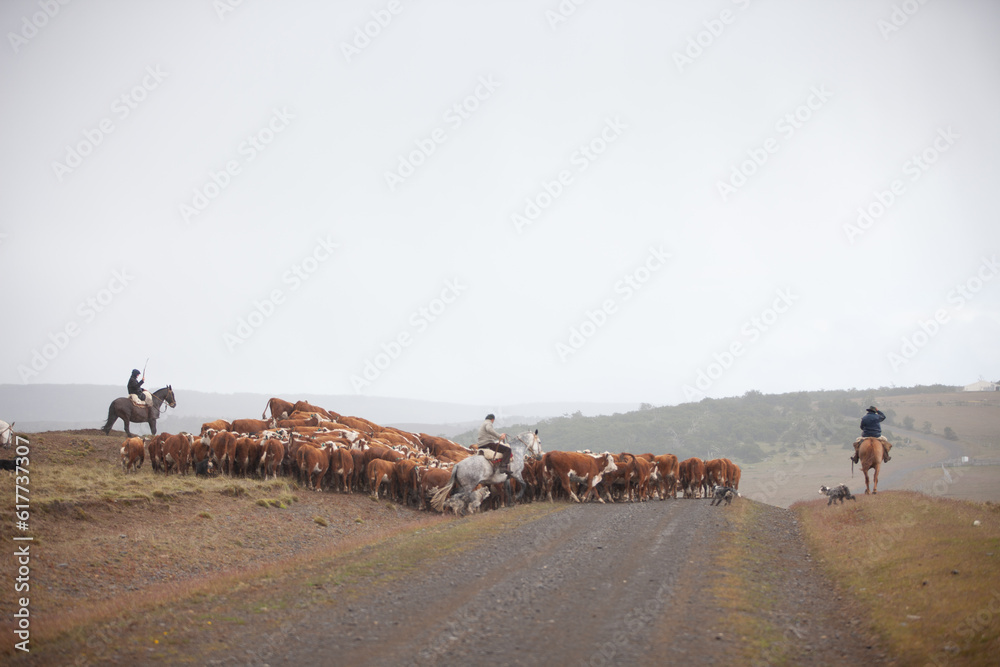 Cattle Ranch in south patagonia argentina Stock Photo | Adobe Stock