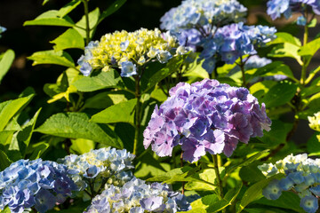 Sticker - Beautiful hydrangea flower in a natural garden in sunny day.