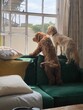 Pair of adorable fluffy poodle mix dogs standing on green velvet sofa looking out of window. Cockapoo puppies waiting for owner. Cute red and apricot poodles playing together