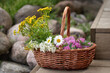 Medicinal herbs in a wicker basket on wooden steps