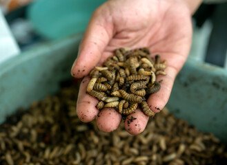 Close up of Black soldier fly (BSF) larvae or maggot on a palm of hand, Hermetia Illucens  insect farms for fish and poultry feed