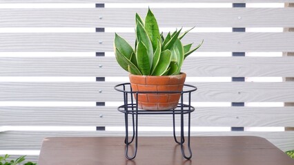 Wall Mural - Snake plant, Sansevieria, Asparagaceae on pot isolated on white background