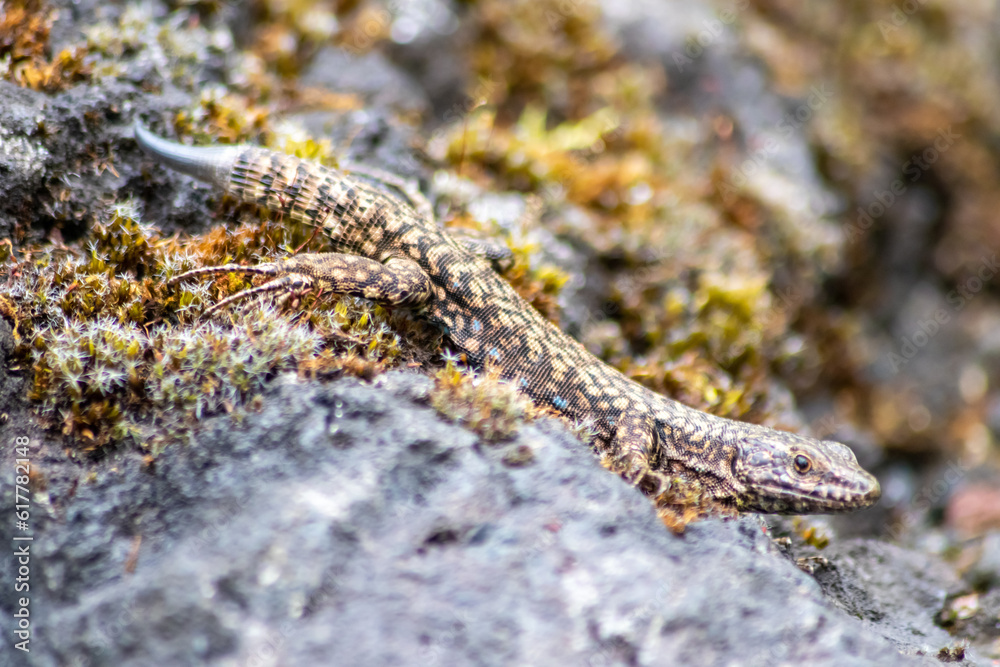 Lizard on the hunt for insects on a hot volcano rock warming up in the ...