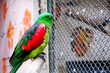 Selective focus of red winged parrot perched in its enclosure in the afternoon. Great for educating children about wild animals.