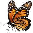 PNG Monarch butterfly with brown wings isolated on transparent background. Digital illustration