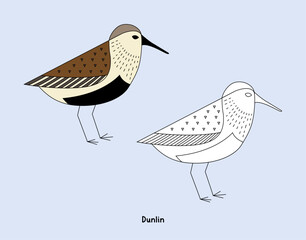dunlin coastal bird