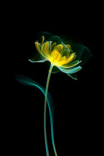 Black Background With Transparent X-ray Yellow Flower In The Style Of Minimalism.