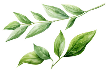 Wall Mural - Watercolor Matcha Green tea elements leaves objects isolated on clear png background, various Japan matcha leaf plant, morning drinks, delicious beverages clipart set, with Generative Ai.