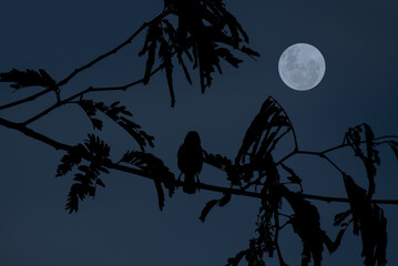 Wall Mural - full moon with bird silhouette on tree branch at night.