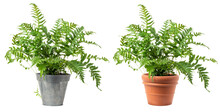 Fresh Green Fern Plant (polypodium Vulgare) In A Zinc And A Classic Terracotta Pot Isolated Over Transparency, Cut-out Greenery, Garden / Gardening Or Interior Design Element, PNG Digital Prop