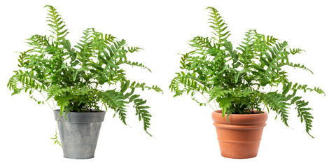 fresh green fern plant (polypodium vulgare) in a zinc and a classic terracotta pot isolated over transparency, cut-out greenery, garden / gardening or interior design element, PNG digital prop