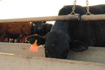 Canvas Print - Beef cattle at feed lot for agriculture industry with black cow eating from concrete feeder.