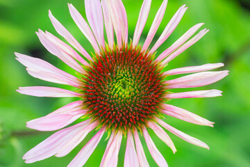 Wall Mural - Closeup looking down on a cone flower starting to bloom