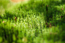 Macro Photo Of Growing Plants In The Middle Of A Beautiful Forest. Focused On Detail 