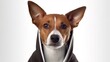 © sudipdesign - Brown and white basenji dog in a black hoodie with met.Generative AI