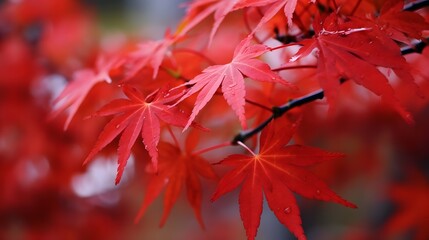autumn leaves. red maple leaves in autumn, japan.