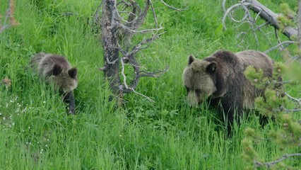 close-up shot of big grizzly, mama bear with her cub, eating grass, chilling, and enjoying outdoor w