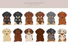 Dachshund Short Haired Puppies Clipart. Different Poses, Coat Colors Set
