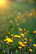 field with Dandelions at sunset, spring and nature theme