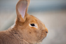 The Muzzle Of A New Zealand Red Rabbit Breed Close-up In Profile.