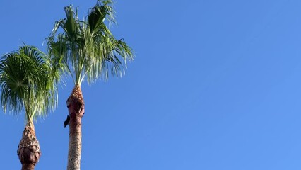 Wall Mural - Gently blowing palm trees against a blue sky with copy space