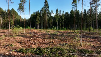 Wall Mural - Untitled PrDeforestation forest and Illegal logging. Forest destruction and felling of trees. Cutting trees. Stacks of cut wood. Forests illegal disappearing. Deforestation, ecology and environmeoject