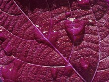 Macro Photography Of Water Drops On The Surface Of Purple Leaf.