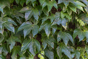 green leaves background