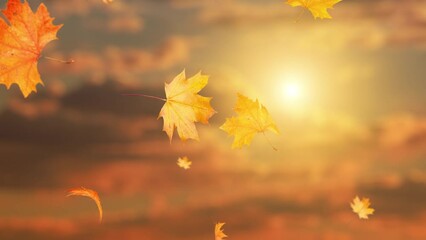 Autumn leaves fall at sunset loop