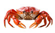 © lovephotos - red crab