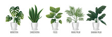 Vector House Plant In Pot Icon Set - Monstera, Sansevieria, Banana Palm, Ficus, Rhopalostylis, Nikau Palm In Pots Isolated On White. Houseplants Collection, Interior Plants. Vector Illustration