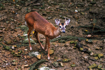 Deer in the woods