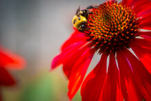 Red Coneflower (Echinacea) With A Bee.