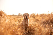 Golden Retriever Dog Walking At Sunset Magical Light In Wheat Field