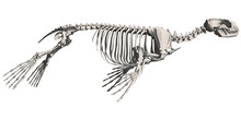 Oceanic Relics: Vintage Sea Lion Skeleton