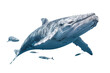 Gray whale. Transparent background. generative AI