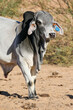 Large Brahman bull, cattle farming in the Kalahari 