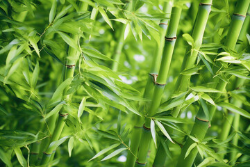  Serene Green Bamboo Background