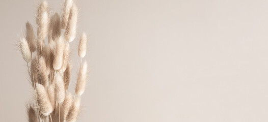 Fluffy beige pom pom plants bouquet on tan background. Rabbit bunny grass. Flat lay, top view, copy space