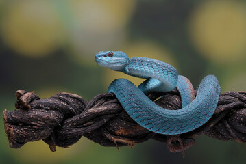 Wall Mural - White lipped pit viper on a tree branch