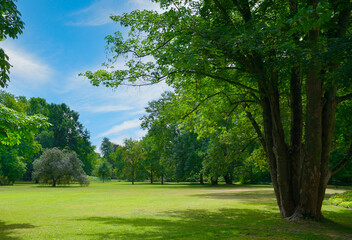 Wall Mural - beautiful meadow with green grass in public park.