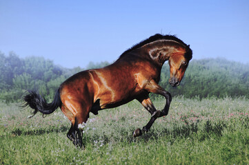 Wall Mural - A beautiful bay horse jumps in a field against a blue sky. The exercise of a sports horse. Stallion runs free