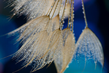 Wall Mural - flower fluff, dandelion seeds with dew dop - beautiful macro photography with abstract bokeh background