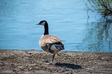 Goose, Goose On The Shore Of The Lake