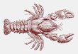 Gippsland crayfish euastacus kershawi in upper view, after antique copperplate